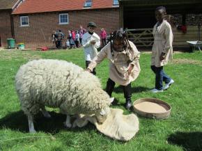 girl stroking sheep