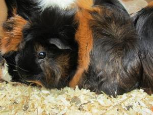 black and brown guinea pig